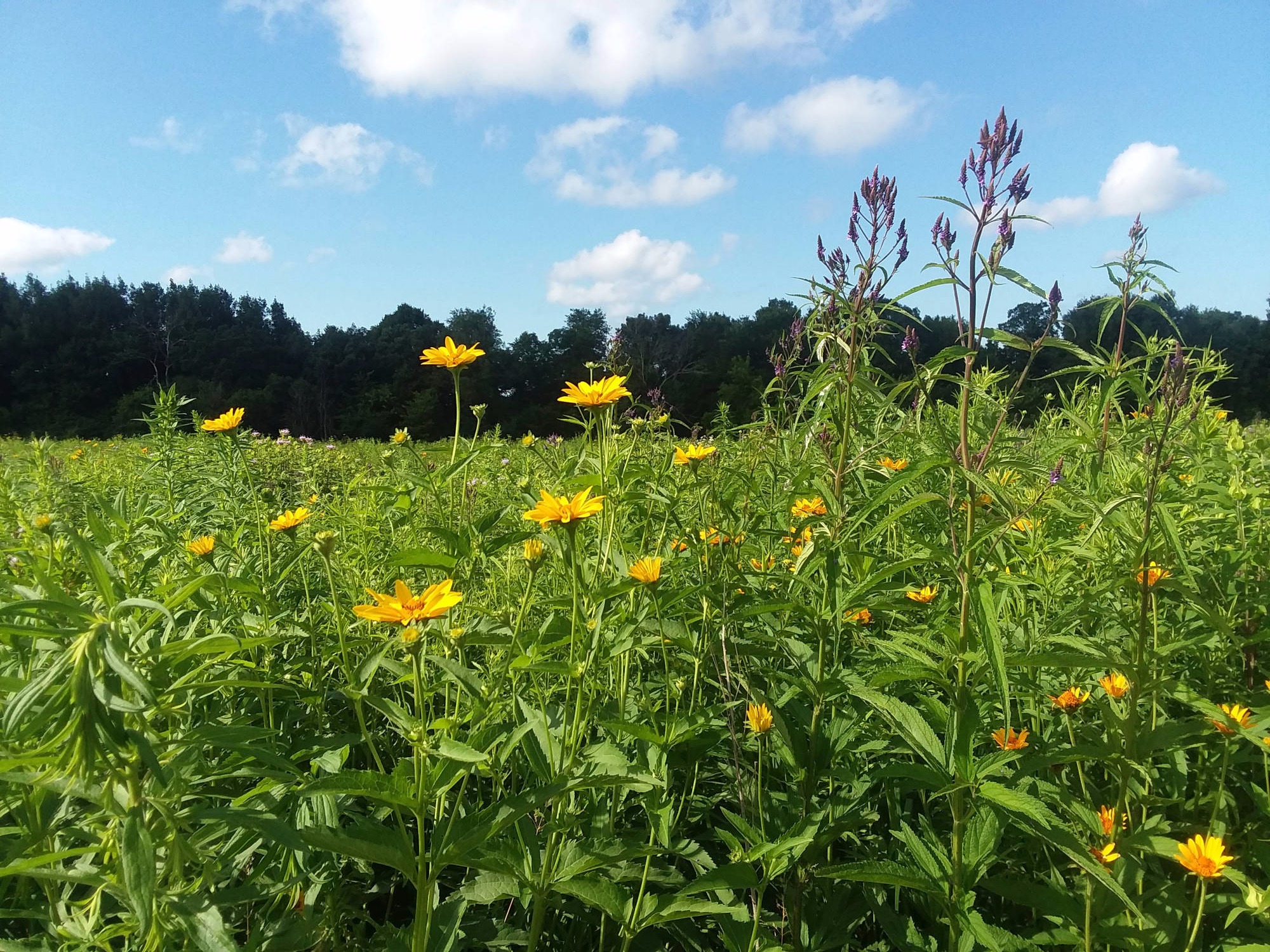 View of our prairie at Baraboo clinic